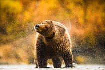 Grizzly bear (Ursus arctos) shaking water off fur, Katmai, Alaska, USA, September. Highly commended in the Mammals category of the GDT Awards Competition 2016.