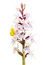 Goldenrod crab spider (Misumena vatia) on Heath spotted orchid (Dactylorhiza maculata), Bchelberg, Pfalz, Germany. June. Meetyourneighbours.net project