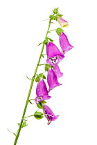 Foxglove (Digitalis purpurea) flowers, Bchelberg, Pfalz, Germany. June. Meetyourneighbours.net project