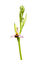 Bee orchid (Ophrys apifera), Bchelberg, Pfalz, Germany. June. Meetyourneighbours.net project