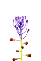 Tassel hyacinth (Muscari comosum) flower, Bchelberg, Pfalz, Germany. June. Meetyourneighbours.net project