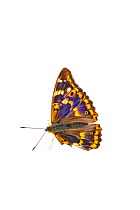 Lesser purple emperor butterfly (Apatura ilia), Lorsch, Hessen, Germany. June. Meetyourneighbours.net project