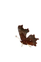 Comma butterfly (Polygonia c-album) wings closed, Lorsch, Hessen, Germany. June. Meetyourneighbours.net project