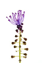 Tassel hyacinth (Muscari comosum) flower, Bchelberg, Pfalz, Germany. May. Meetyourneighbours.net project