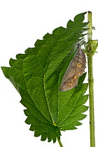 Red admiral butterfly (Vanessa atalanta) pupa on stinging nettle (Urtica dioica), Lorsch, Hessen, Germany. August. Meetyourneighbours.net project
