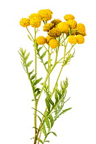 Common tansy (Tanacetum vulgare), Bchelberg, Pfalz, Germany. September. Meetyourneighbours.net project