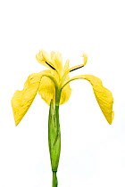 Yellow flag iris (Iris pseudacorus), Bchelberg, Pfalz, Germany. May. Meetyourneighbours.net project
