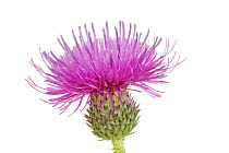 Welted thistle (Carduus acanthoides) flower, Ludwigshafen, Pfalz, Germany. December. Meetyourneighbours.net project