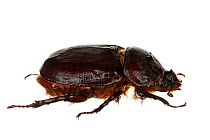 Rhinoceros beetle (Oryctes nasicornis), Stuttgart, Germany. May. Meetyourneighbours.net project