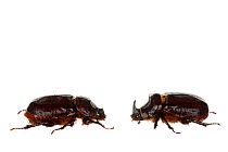 Rhinoceros beetle (Oryctes nasicornis) pair, Stuttgart, Germany. May. Meetyourneighbours.net project