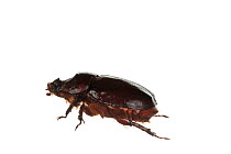 Rhinoceros beetle (Oryctes nasicornis), Stuttgart, Germany. May. Meetyourneighbours.net project