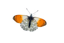 Orange tip butterfly (Anthocharis cardamines), Lorsch, Hessen, Germany. April. Meetyourneighbours.net project
