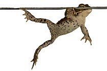 Natterjack toad (Bufo calamita) swimming, Neu-Bamberg, Pfalz, Germany. August. Meetyourneighbours.net project