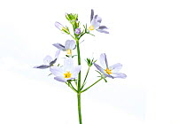 Water violet (Hottonia palustris) flowers, Büchelberg, Pfalz, Germany. May. Meetyourneighbours.net project