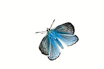 Meleager's blue butterfly (Polyommatus daphnis), Lorsch, Hessen, Germany. Meetyourneighbours.net project
