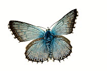 Chalkhill blue butterfly (Polyommatus coridon), Lorsch, Hessen, Germany. Meetyourneighbours.net project