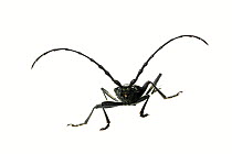 Capricorn beetle (Cerambyx scopolii), Wrth am Rhein, Pfalz, Germany. Meetyourneighbours.net project