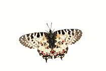 Eastern festoon butterfly (Allancastria cerisyi), Lorsch, Hessen, Germany. Meetyourneighbours.net project