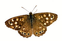 Speckled wood butterfly (Pararge aegeria), Lorsch, Hessen, Germany. Meetyourneighbours.net project