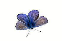 Common blue butterfly (Polyommatus icarus), Lorsch, Hessen, Germany. Meetyourneighbours.net project