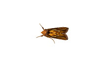 Gold spot moth (Plusia festucae), Mechtersheim, Pfalz, Germany. July. Meetyourneighbours.net project