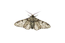 Peppered moth (Biston betularia), Mechtersheim, Pfalz, Germany. July. Meetyourneighbours.net project