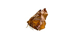 Purple thorn moth (Selenia tetralunaria), Mechtersheim, Pfalz, Germany. July. Meetyourneighbours.net project