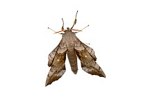 Poplar hawk-moth (Laothoe populi), Mechtersheim, Pfalz, Germany. July. Meetyourneighbours.net project