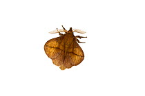 Drinker moth (Euthrix potatoria), Mechtersheim, Pfalz, Germany. July. Meetyourneighbours.net project