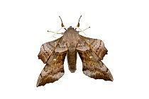 Poplar hawk-moth (Laothoe populi), Mechtersheim, Pfalz, Germany. July. Meetyourneighbours.net project