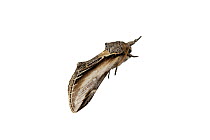 Swallow prominent moth (Pheosia tremula), Mechtersheim, Pfalz, Germany. July. Meetyourneighbours.net project