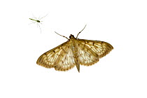 Small magpie moth (Anania hortulata), Mechtersheim, Pfalz, Germany. July. Meetyourneighbours.net project