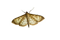 Small magpie moth (Anania hortulata), Mechtersheim, Pfalz, Germany. July. Meetyourneighbours.net project