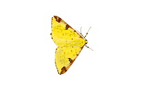 Gypsy moth (Lymantria dispar), Mechtersheim, Pfalz, Germany. July. Meetyourneighbours.net project