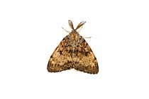 Gypsy moth (Lymantria dispar), Mechtersheim, Pfalz, Germany. July. Meetyourneighbours.net project