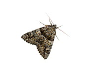 Light crimson underwing moth (Catocala promissa), Mechtersheim, Pfalz, Germany. July. Meetyourneighbours.net project