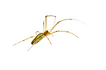 Common stretch-spider (Tetragnatha extensa), Staudernheim, Pfalz, Germany. June. Meetyourneighbours.net project
