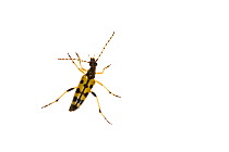 Spotted longhorn beetle (Rutpela maculata), Staudernheim, Pfalz, Germany. June. Meetyourneighbours.net project