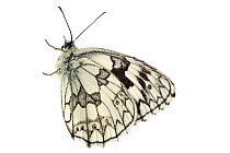 Marbled white butterfly (Melanargia galathea), Staudernheim, Pfalz, Germany. June. Meetyourneighbours.net project