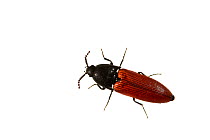 Click beetle (Ampedus sanguineus), Staudernheim, Pfalz, Germany. June. Meetyourneighbours.net project