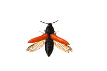 Click beetle (Ampedus sanguineus), Staudernheim, Pfalz, Germany. June. Meetyourneighbours.net project