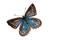 Meleager's blue butterfly (Polyommatus daphnis), Lorsch, Hessen, Germany. June. Meetyourneighbours.net project