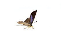 Purple hairstreak butterfly (Favonius quercus), Lorsch, Hessen, Germany. June. Meetyourneighbours.net project