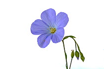 Blue flax (Linum perenne) flower, Lorsch, Hessen, Germany. June. Meetyourneighbours.net project