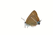 Blue-spot hairstreak butterfly (Satyrium spini), Lorsch, Hessen, Germany. May. Meetyourneighbours.net project