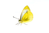 Green-veined white butterfly (Pieris napi), Lorsch, Hessen, Germany. May. Meetyourneighbours.net project