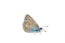 Common blue butterfly (Polyommatus icarus), Lorsch, Hessen, Germany. May. Meetyourneighbours.net project