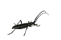 Capricorn beetle (Cerambyx scopolii), Wrth am Rhein, Pfalz, Germany. May. Meetyourneighbours.net project