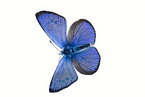Green-underside blue butterfly (Glaucopsyche alexis), Lorsch, Hessen, Germany. May. Meetyourneighbours.net project