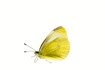 Small white butterfly (Pieris rapae), Lorsch, Hessen, Germany. May. Meetyourneighbours.net project